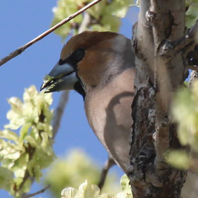 Appelvink